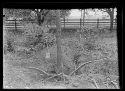 Uncovered roots of diseased but not dead white elm on College grounds. 1899