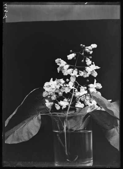 Catalpa bignonioidis in Lexington. 6/29/1910