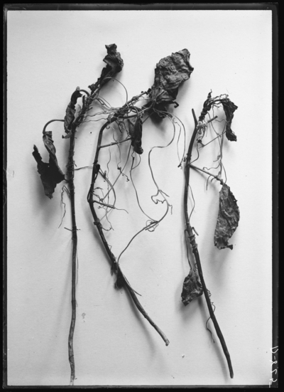 Catalpa seedlings infected with field dodder in Warsaw, Kentucky. 7/8/1909