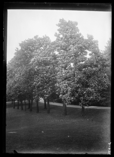 Catalpa