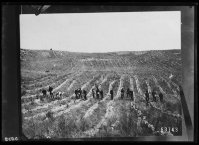 Setting out pine trees at Dismal River, National Forest, Nebraska. 2/14/1911