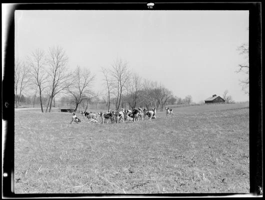 J.E. Madden; hounds (hunting dogs)