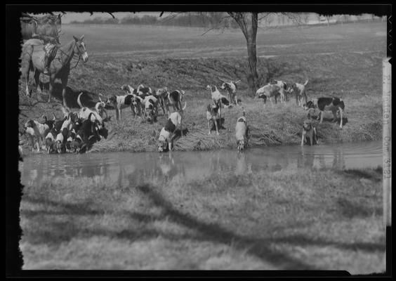 J.E. Madden; hounds (hunting dogs)