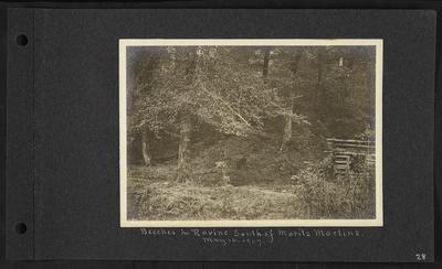 Small wooden structure to right, notation                          Beeches in Ravine South of Moritz Mountains. May 14, 1907