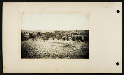 Hemp drying in stooks, three buildings in distance to left