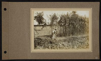 Man harvesting hemp by hand