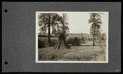 Harvested hemp drying in a stook, houses and buildings in distance