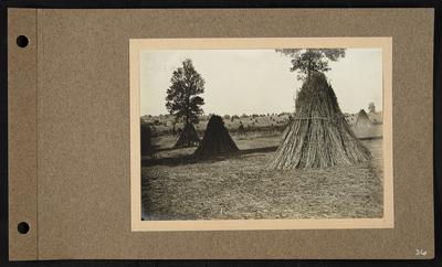 Hemp drying in stooks, buildings in distance to the left