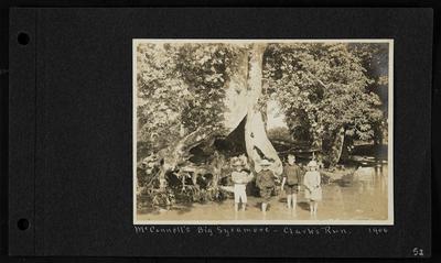 Three young boys, two wearing hats, and one young girl wearing a hat, standing in a creek in front of large tree, notation                          McConnell's Big Sycamore - Clark's Run 1906