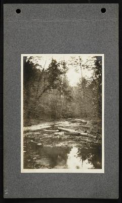 Wide creek running through forest with fallen trees in creek