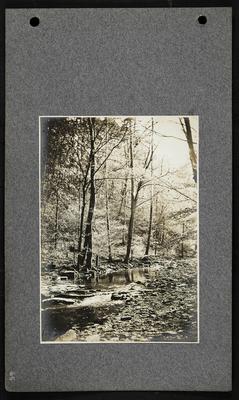 Small creek in forest with rocky banks