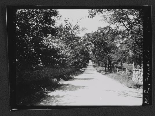 Tree lined lane