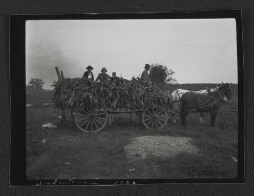 Men atop of load of tobacco in a wagon pulled by mules