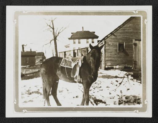 A horse with saddle. Back of the photograph reads:'Billy' who carried his rider safely over many a mountain and streams- and who knwe a school house the moment he saw it. This picture was made by some children while I was sick. -C.S