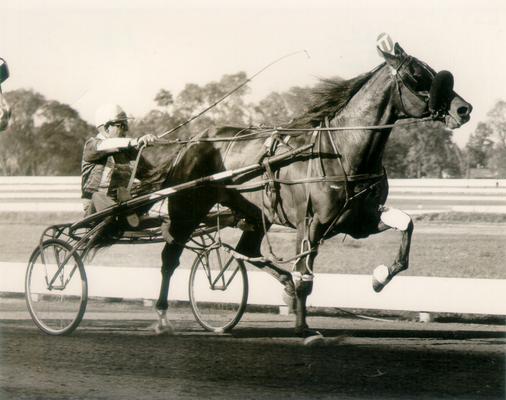 Horses; Buck Passer; Elizabeth; Effrat Hanover running a trial in 1967
