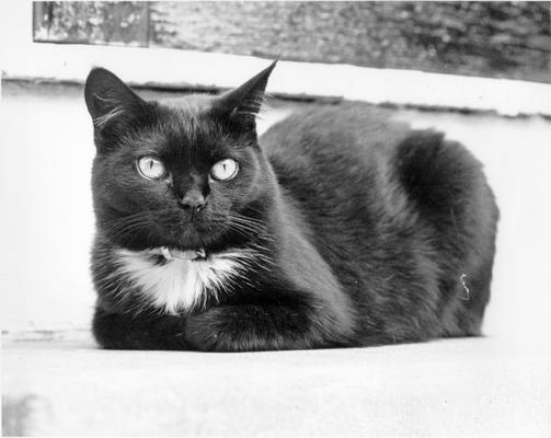 Animals; Cats; Black and white cat with tucked front paws