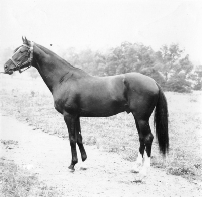 Horse; trees and field are in the background. Silver Print