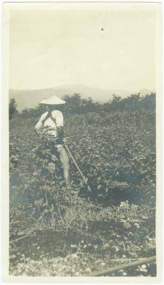 Mulberry plantation near [illegible], 402m. handwritten on verso