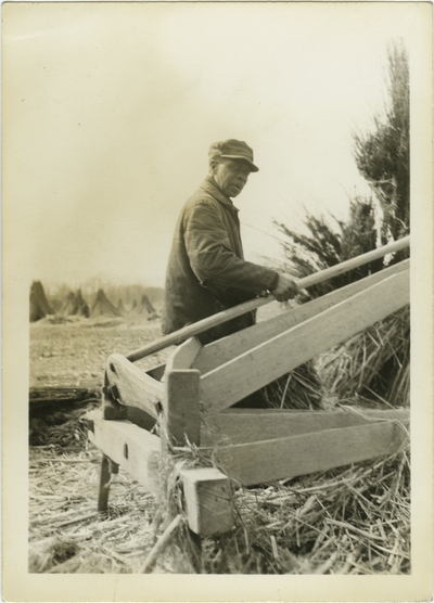 Unknown African American male breaking hemp on hand brakes in a field of hemp stalk stacks