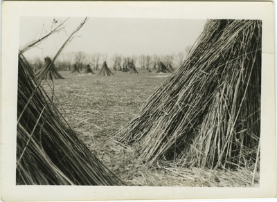 Stacks of hemp stalks in a hemp field