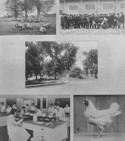 A composite of several images from the Agriculture department, one being of a Home Economics class