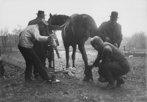 Men taking an X-Ray of a horse's foot for Sphar.  The X - Ray was most likely taken by Dr. Pryor
