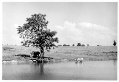 Cattle cooling off in a pond