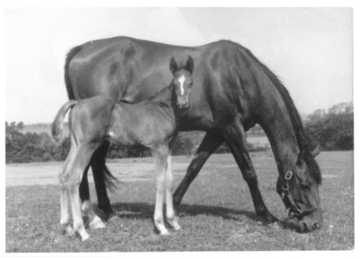 Mother and foal