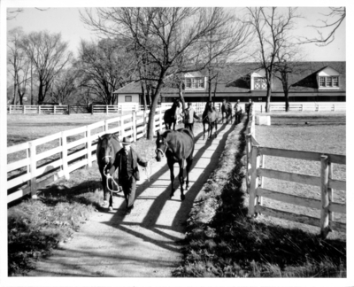 Horses being led to a track