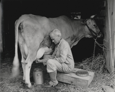 John Jacob Niles milking a cow at Boot Hill Farm; Van Coke