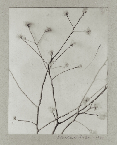 Flowering branch; John Jacob Niles (signed and dated)