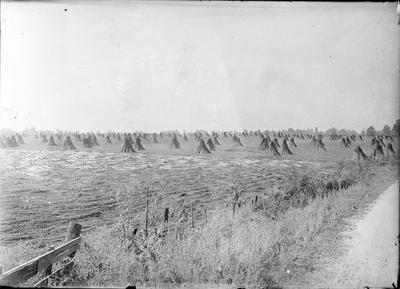 crop bundles in a field