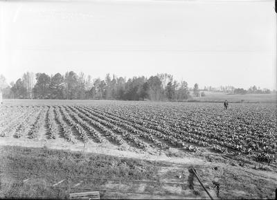 crops in a field