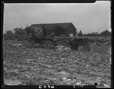 J.L. Thomas Farm (Leestown Pike); exterior; men loading tobacco                             on wagon (cart)