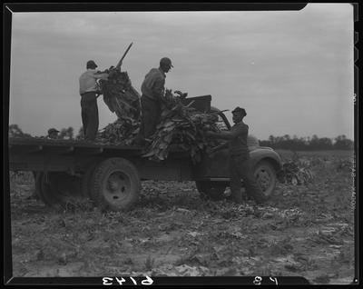 J.L. Thomas Farm (Leestown Pike); exterior; men loading tobacco                             on truck