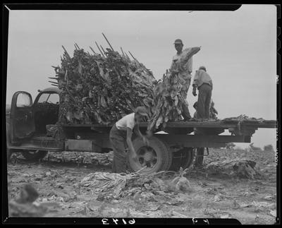 J.L. Thomas Farm (Leestown Pike); exterior; men loading tobacco                             on truck