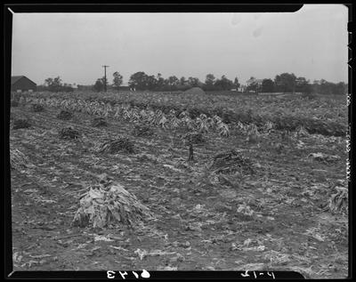 J.L. Thomas Farm (Leestown Pike); exterior; tobacco                             field