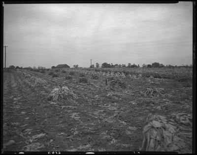 J.L. Thomas Farm (Leestown Pike); exterior; tobacco                             field