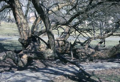 Osame Orange Tree at Fort Harrod