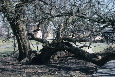 Osame Orange Tree at Fort Harrod