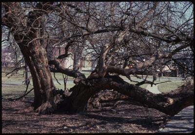 Osage Orange Tree At Fort Harrod