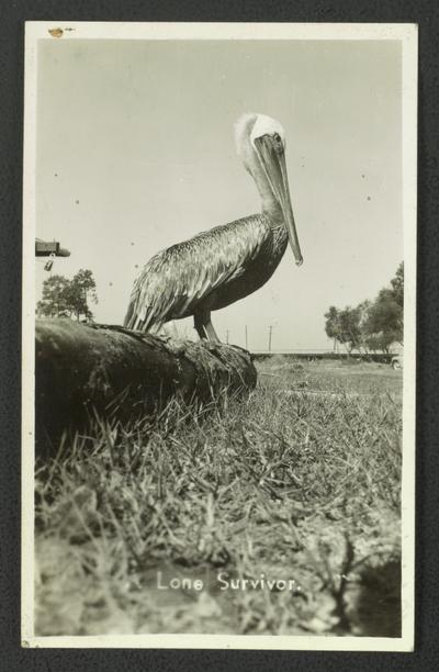 Photo of pelican, Was blown in ashore at Bay St. Louis with having the hurricane at Bay St. Louis