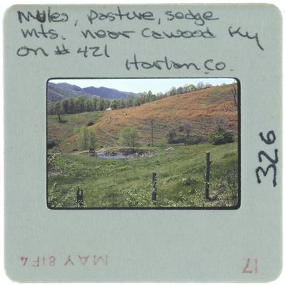 Mules, pasture, sedge mountains near Cawood, Kentucky, on number 421, Harlan County