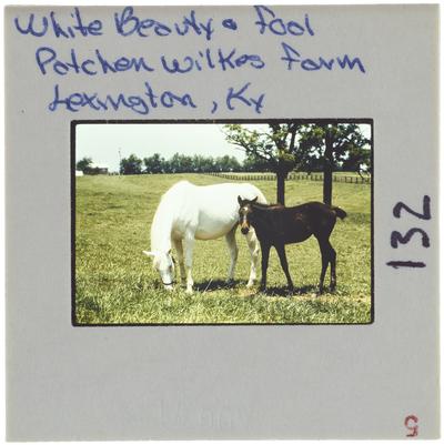 White Beauty and Fool - Patchen Wilkes Farm Lexington, Kentucky