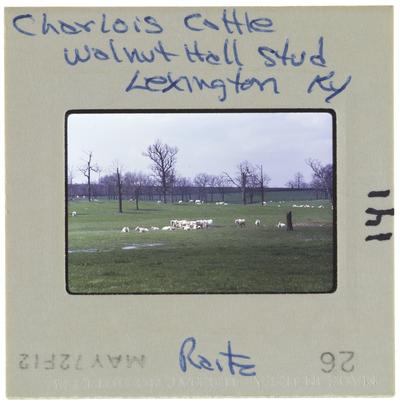 Charolois Cattle Walnut Hall Stud, Lexington, Kentucky