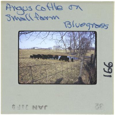 Angus Cattle on Small farm Bluegrass