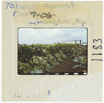 Tobacco Harvest Burley - Lexington, Kentucky