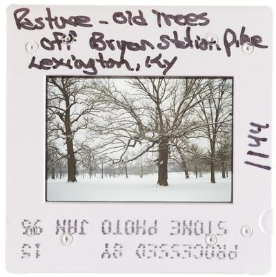 Pasture - Old Trees off Bryan Station Pike - Lexington, Kentucky