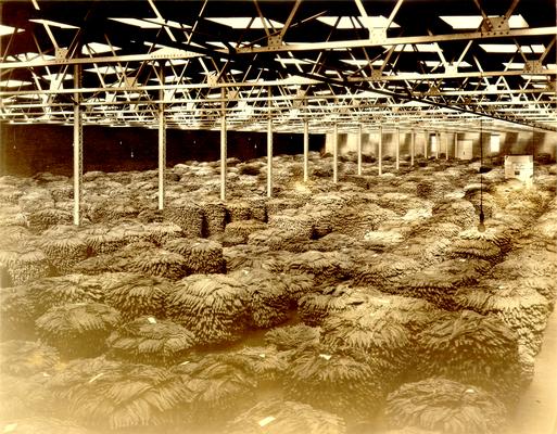 A Kentucky Tobacco market