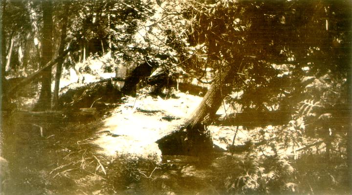 Fallen trees